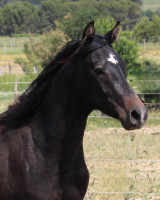 Vente de cheval : ZAPHIR AL RIUS